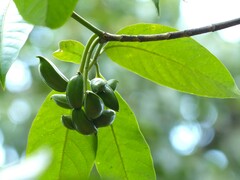 Tabernaemontana alternifolia