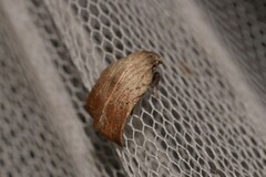 Tortricopsis pyroptis