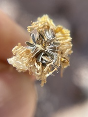 Perityle crassifolia robusta
