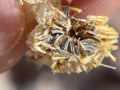 Perityle crassifolia robusta
