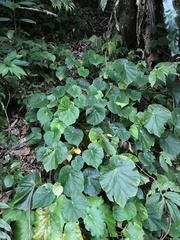 Begonia chitoensis