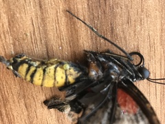 Papilio memnon