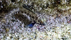 Emblemaria pandionis