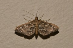 Ischnurges illustralis