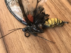 Papilio memnon