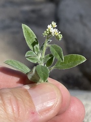 Euploca procumbens