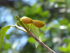 Tabernaemontana alternifolia
