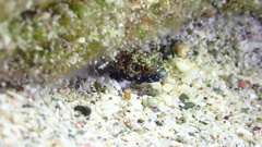 Emblemaria pandionis