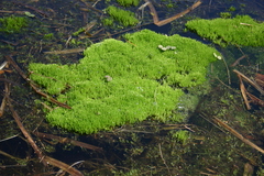 Brachythecium rivulare