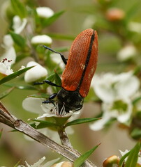 Castiarina rufipennis