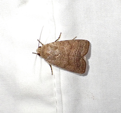 Athetis thoracica