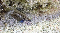 Emblemaria pandionis