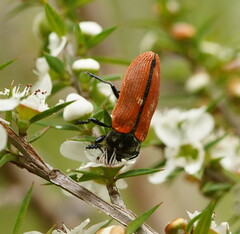 Castiarina rufipennis