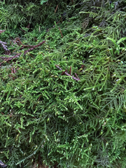 Claopodium crispifolium