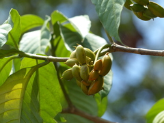 Tabernaemontana alternifolia