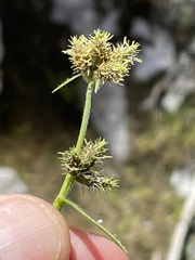 Fuirena simplex