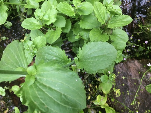 Erythranthe guttata