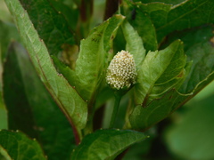 Acmella radicans
