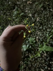 Youngia