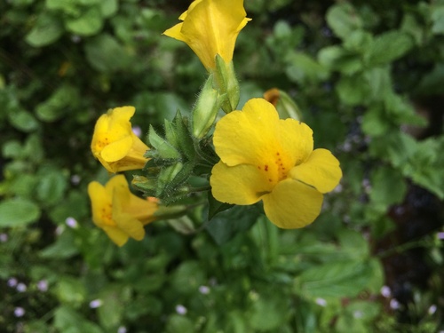 Erythranthe guttata