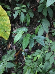 Begonia longifolia