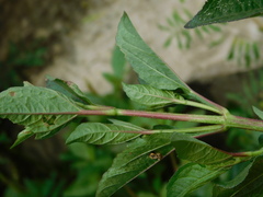 Acmella radicans