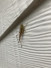 Conocephalus albescens