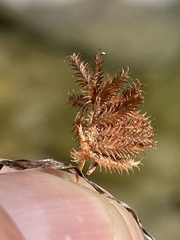 Cyperus squarrosus