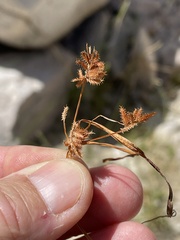 Cyperus squarrosus
