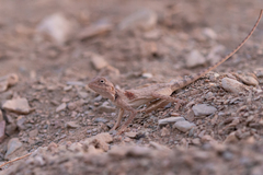 Pseudotrapelus jensvindumi