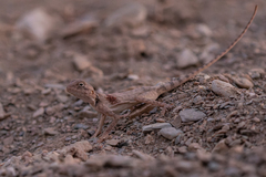 Pseudotrapelus jensvindumi