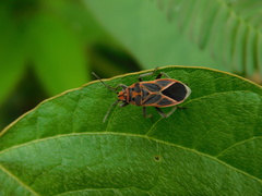 Graptostethus servus