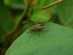 Graptostethus servus