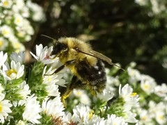 Bombus impatiens