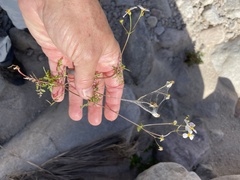 Coreocarpus parthenioides parthenioides