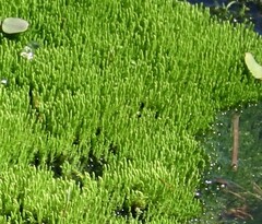 Brachythecium rivulare