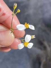 Coreocarpus parthenioides parthenioides