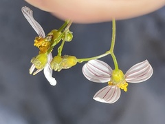 Coreocarpus parthenioides parthenioides