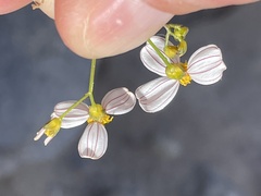 Coreocarpus parthenioides parthenioides
