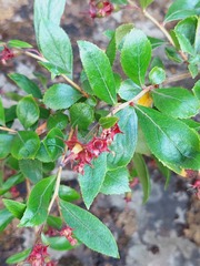 Escallonia rubra