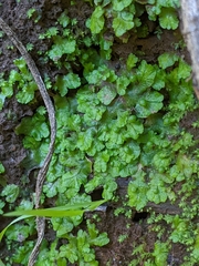 Cryptomitrium tenerum