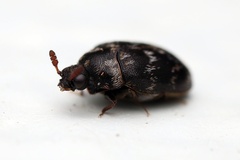 Anthrenocerus australis