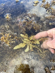 Sargassum