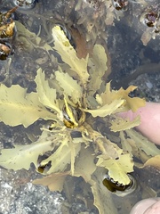Sargassum