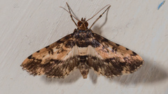 Nacoleia amphicedalis