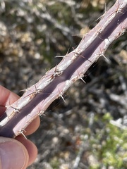 Peniocereus johnstonii