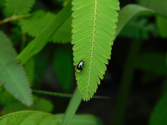 Spaniocelyphus palmi