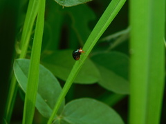 Spaniocelyphus palmi