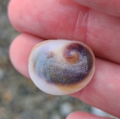 Sigapatella novaezelandiae