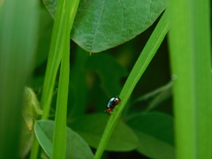 Spaniocelyphus palmi